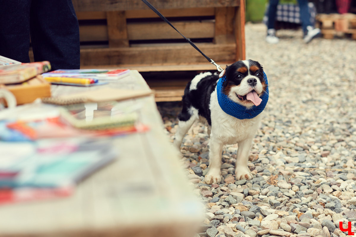 Букеты из сухоцветов, керамическая посуда, шарфы и свитера из собачьей шерсти. На «Осеннем маркете» было по-весеннему тепло и уютно