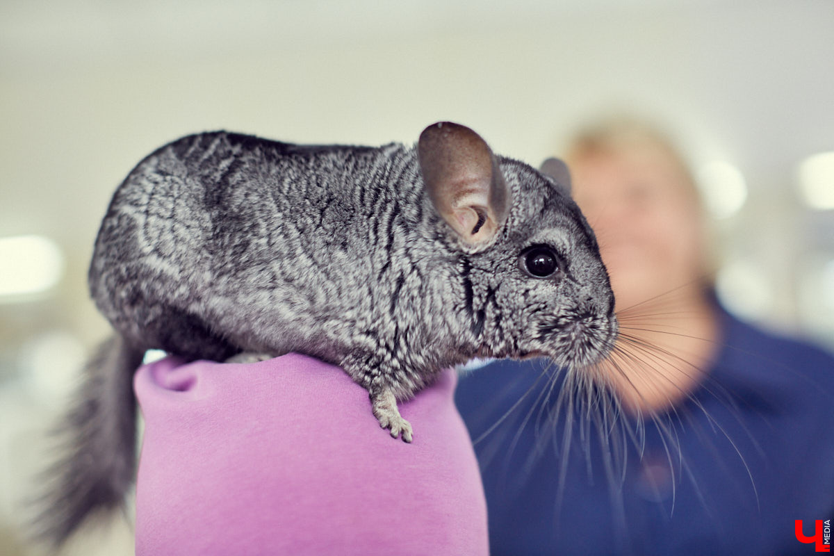 Теперь у владимирцев любого возраста есть шанс окунуться в советское детство