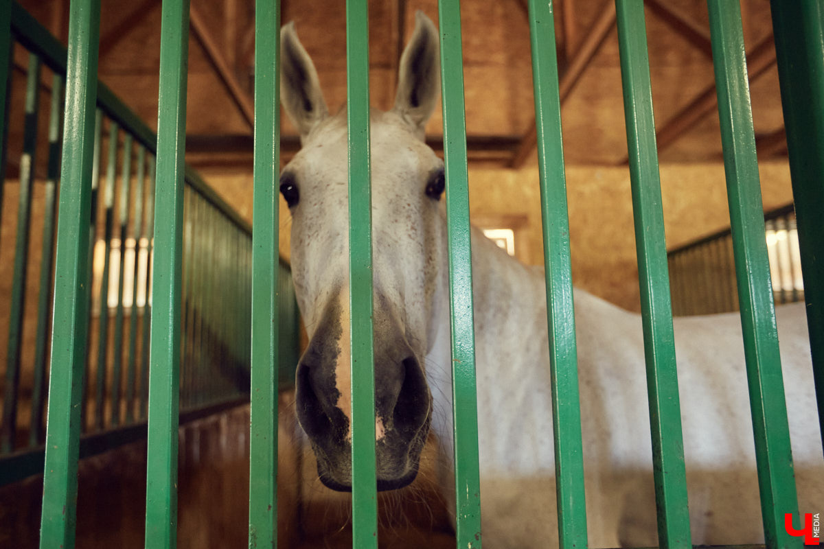 Екатерина Добронравова установила удивительно доверительный контакт со своей лошадью Далиной благодаря методике гуманного отношения к питомцу. Это добрая история про иппотерапию и дружбу