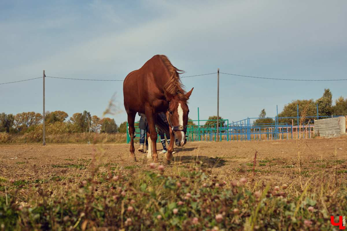 Екатерина Добронравова установила удивительно доверительный контакт со своей лошадью Далиной благодаря методике гуманного отношения к питомцу. Это добрая история про иппотерапию и дружбу