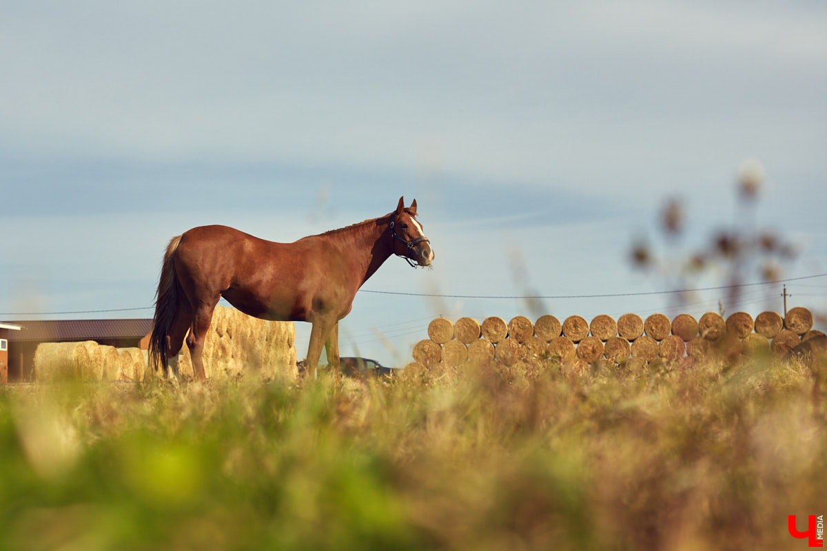 Екатерина Добронравова установила удивительно доверительный контакт со своей лошадью Далиной благодаря методике гуманного отношения к питомцу. Это добрая история про иппотерапию и дружбу