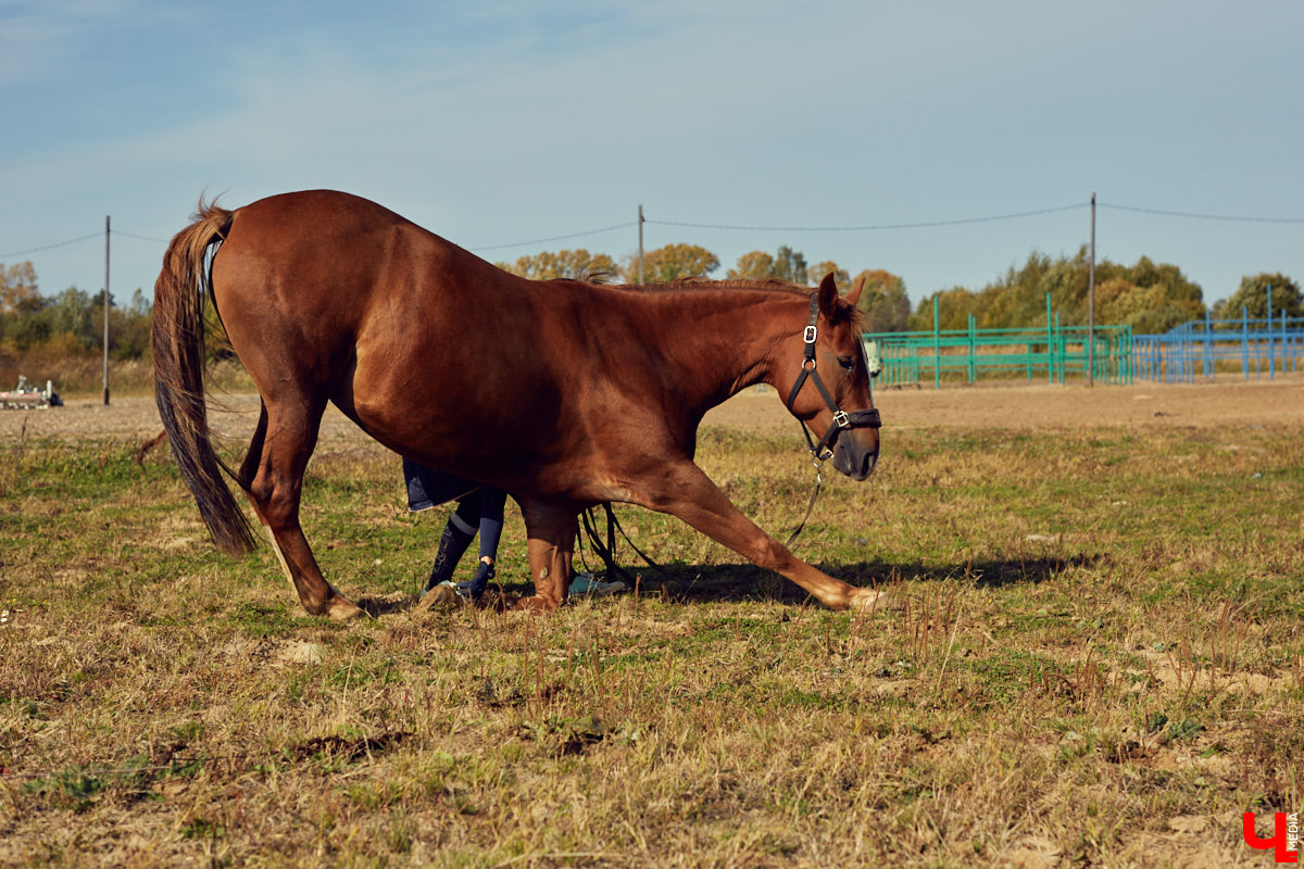 Екатерина Добронравова установила удивительно доверительный контакт со своей лошадью Далиной благодаря методике гуманного отношения к питомцу. Это добрая история про иппотерапию и дружбу