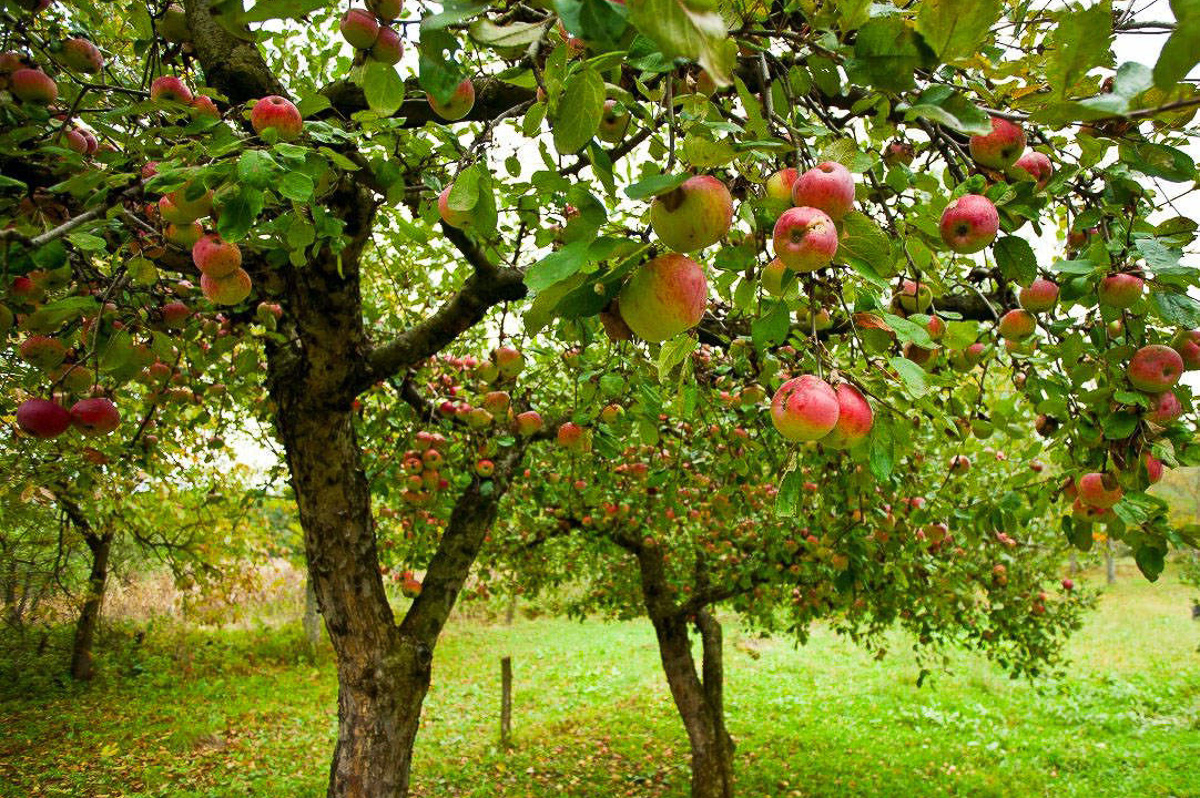 Как изменится парк у ДТЮ? Презентована концепция обновления зеленой зоны. А еще есть новости о «Дружбе» и «Добросельском»