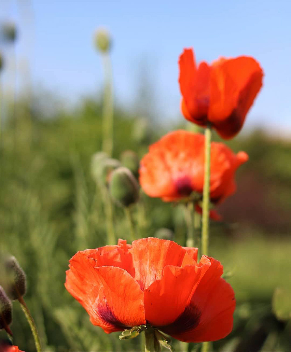 Осторожно, очень красиво и мимимишно!