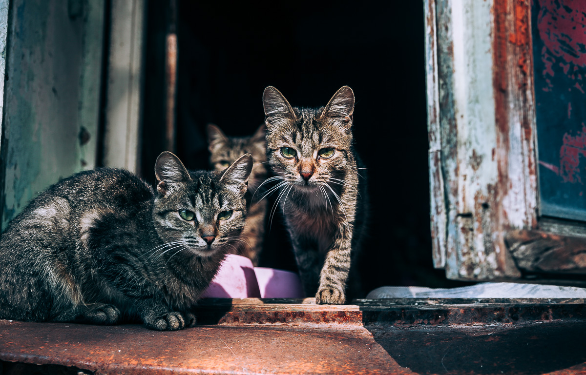 Что может быть прекраснее пятницы и котиков? Правильно - #ПятничныйКотик. Попросили автора невероятно милого проекта сделать фотоподборку его самых любимых моделей