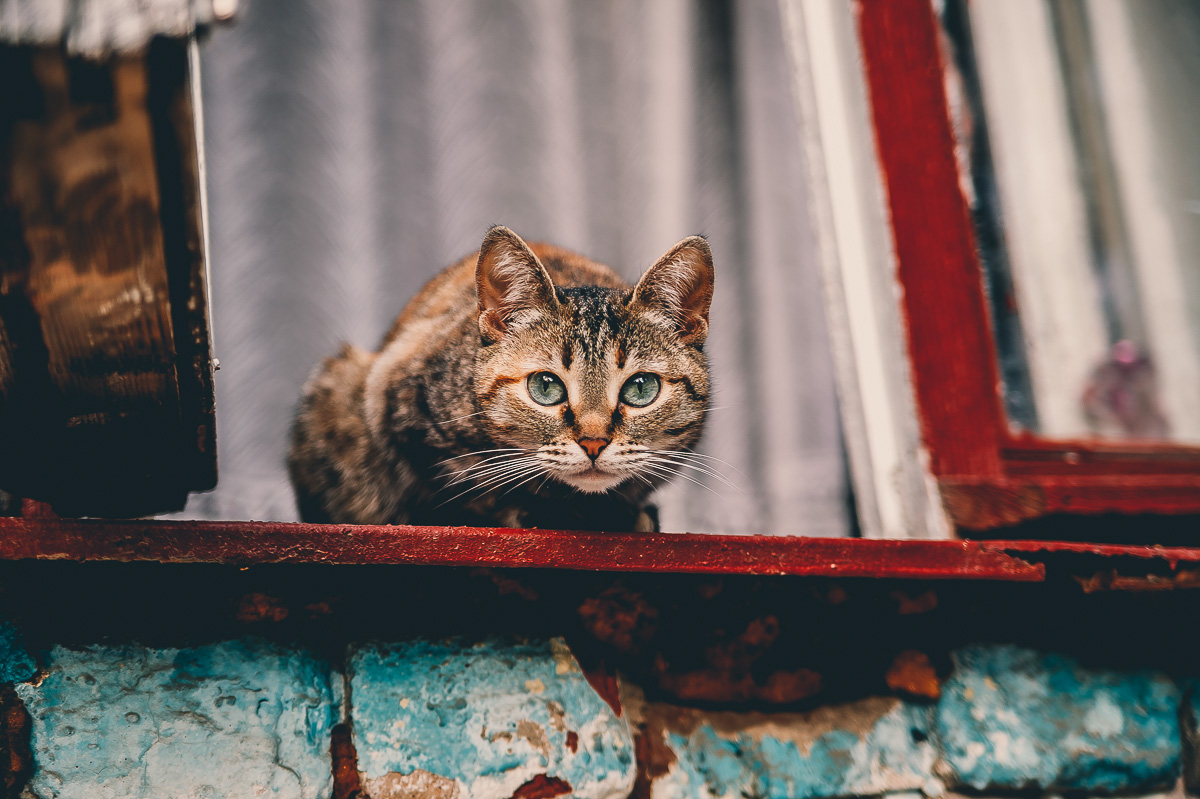 Что может быть прекраснее пятницы и котиков? Правильно - #ПятничныйКотик. Попросили автора невероятно милого проекта сделать фотоподборку его самых любимых моделей