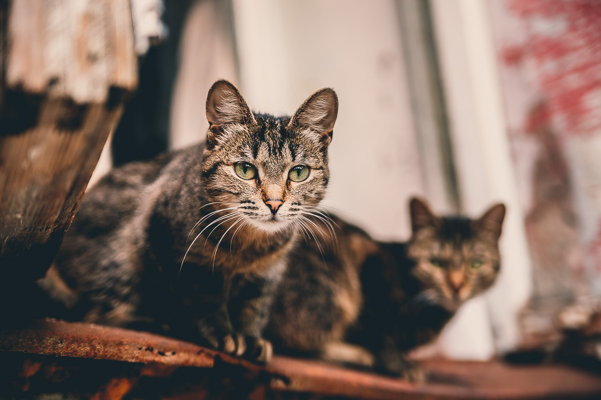 Что может быть прекраснее пятницы и котиков? Правильно - #ПятничныйКотик. Попросили автора невероятно милого проекта сделать фотоподборку его самых любимых моделей