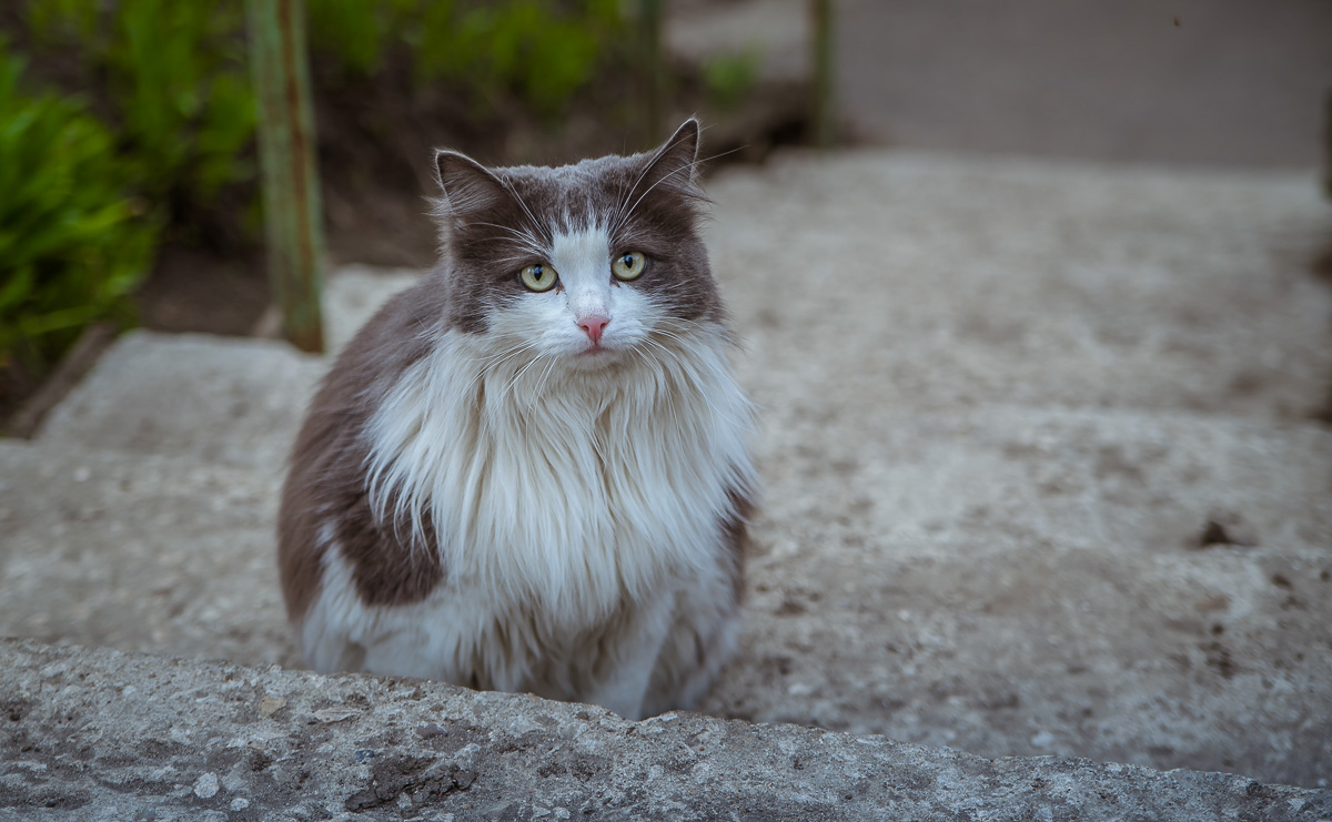 Что может быть прекраснее пятницы и котиков? Правильно - #ПятничныйКотик. Попросили автора невероятно милого проекта сделать фотоподборку его самых любимых моделей