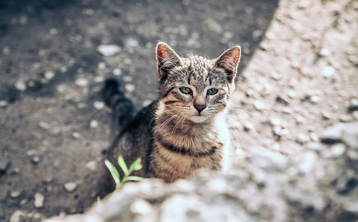 Что может быть прекраснее пятницы и котиков? Правильно - #ПятничныйКотик. Попросили автора невероятно милого проекта сделать фотоподборку его самых любимых моделей