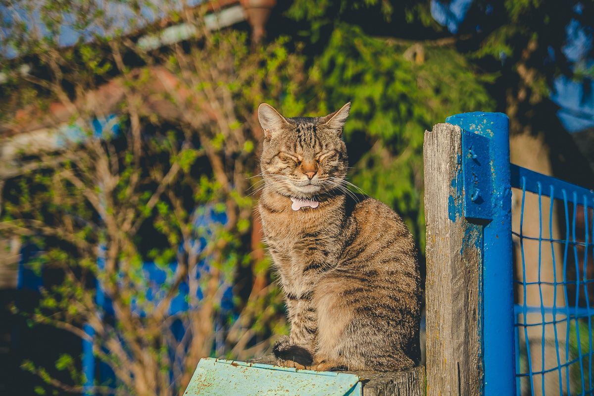 Что может быть прекраснее пятницы и котиков? Правильно - #ПятничныйКотик. Попросили автора невероятно милого проекта сделать фотоподборку его самых любимых моделей