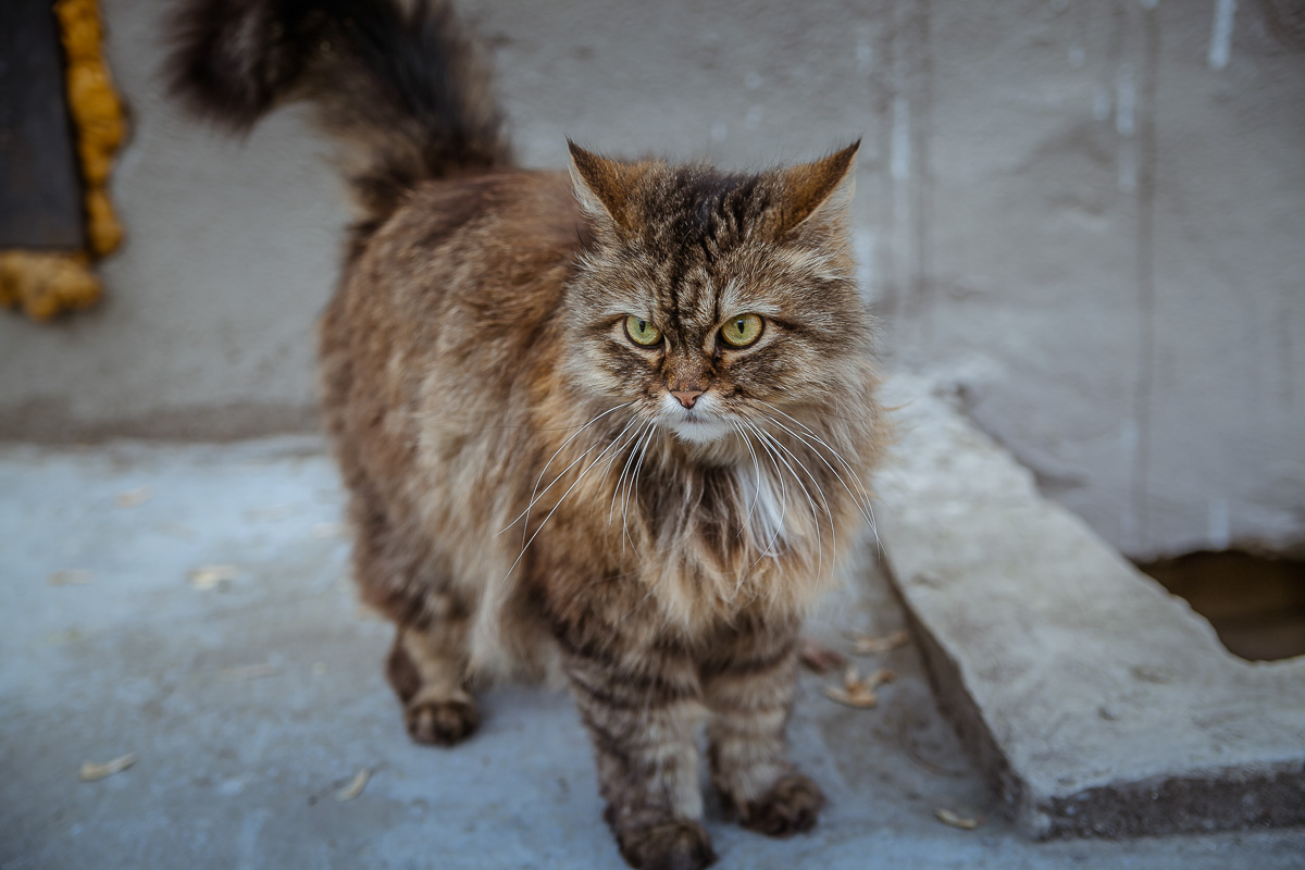 Что может быть прекраснее пятницы и котиков? Правильно - #ПятничныйКотик. Попросили автора невероятно милого проекта сделать фотоподборку его самых любимых моделей