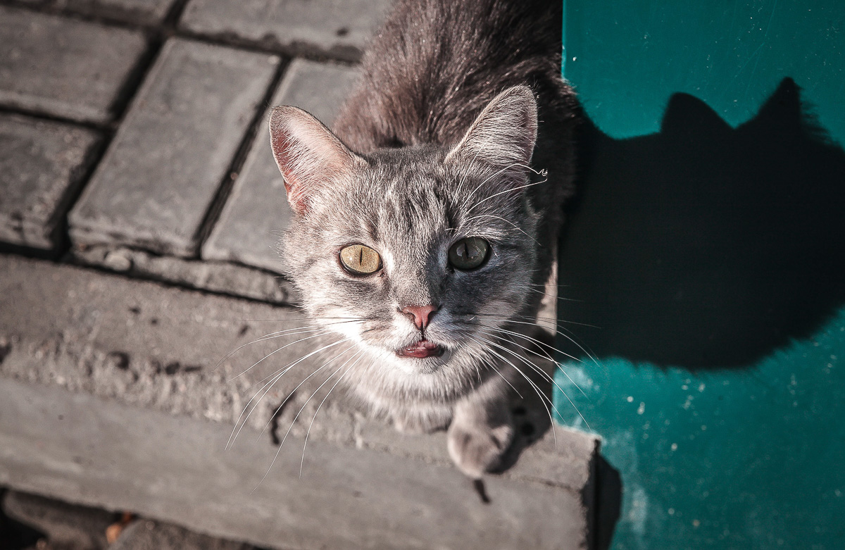 Что может быть прекраснее пятницы и котиков? Правильно - #ПятничныйКотик. Попросили автора невероятно милого проекта сделать фотоподборку его самых любимых моделей