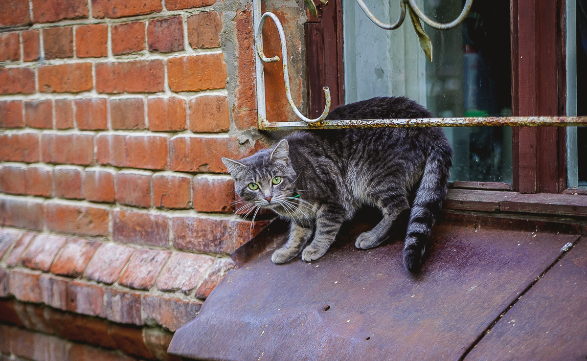 Что может быть прекраснее пятницы и котиков? Правильно - #ПятничныйКотик. Попросили автора невероятно милого проекта сделать фотоподборку его самых любимых моделей