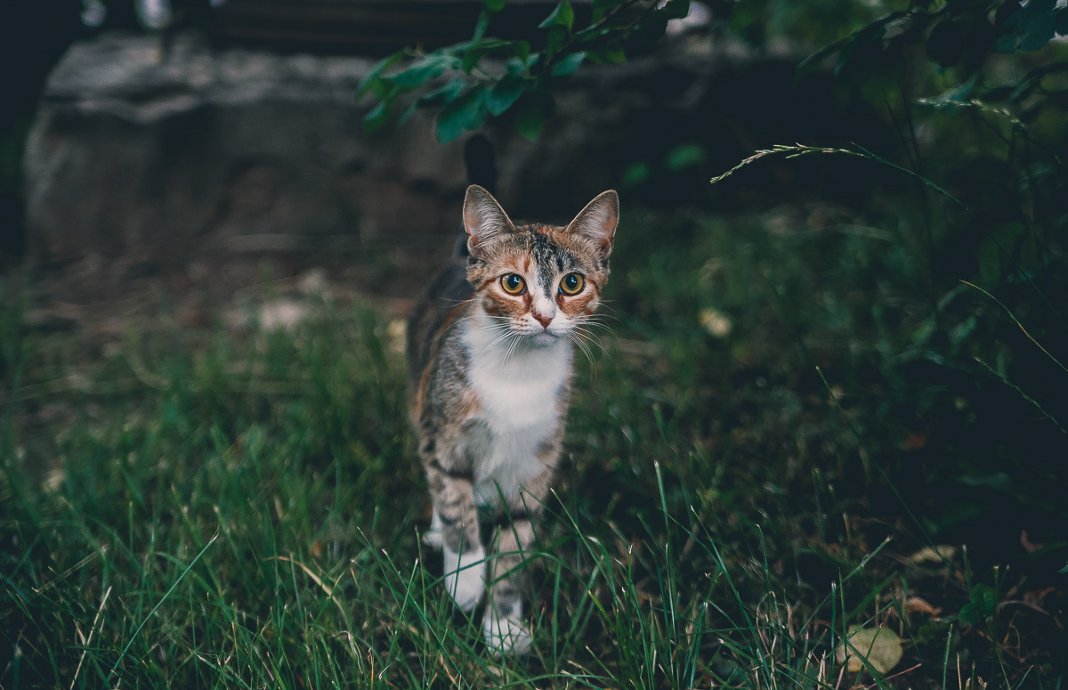 Что может быть прекраснее пятницы и котиков? Правильно - #ПятничныйКотик. Попросили автора невероятно милого проекта сделать фотоподборку его самых любимых моделей