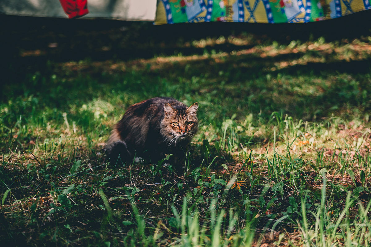 Что может быть прекраснее пятницы и котиков? Правильно - #ПятничныйКотик. Попросили автора невероятно милого проекта сделать фотоподборку его самых любимых моделей