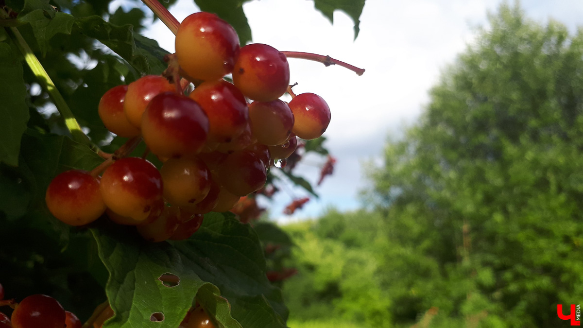 Для парка у ДТЮ разрабатывают концепцию. Проект почти готов, остается внести финальные штрихи. И владимирцев снова просят высказаться