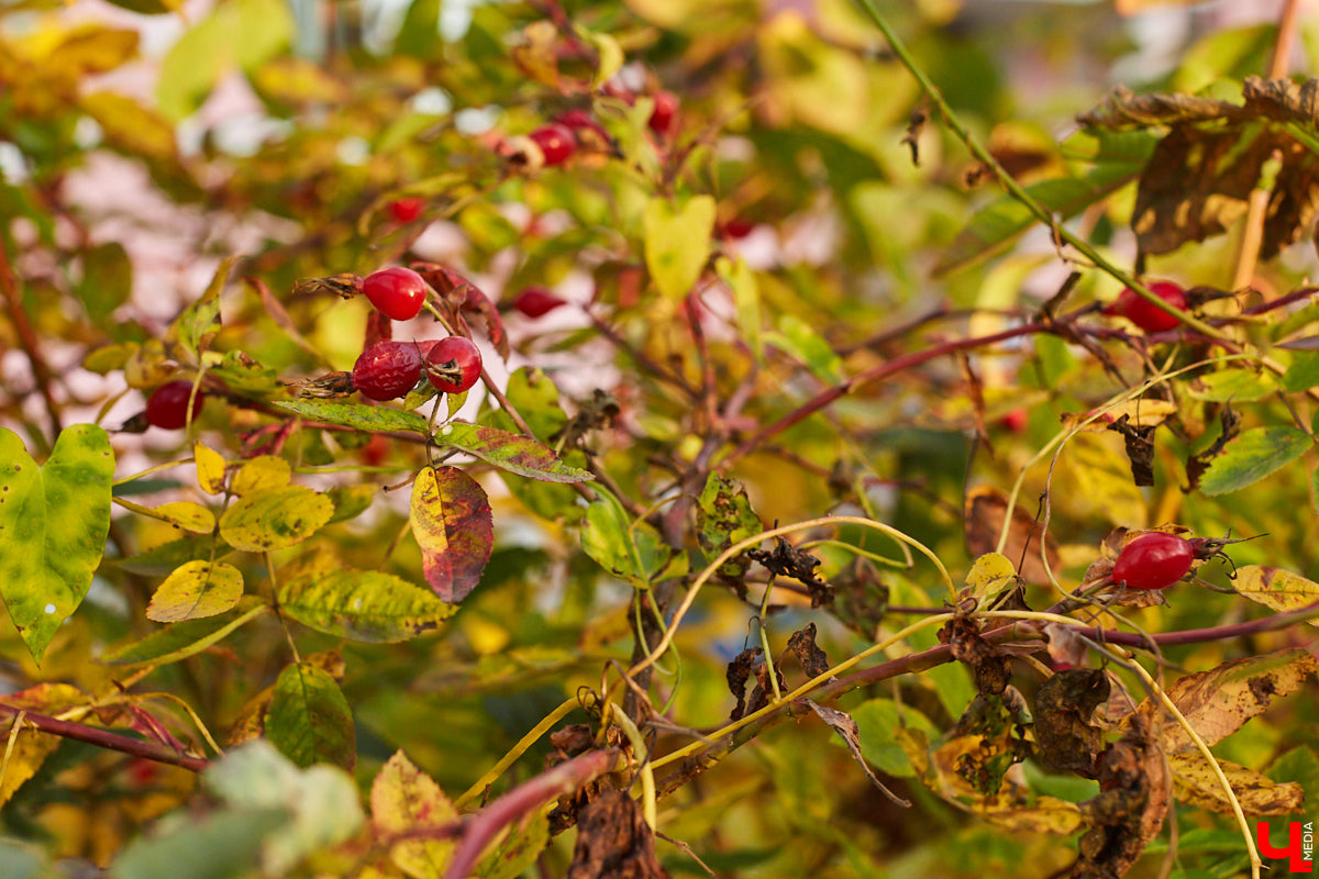 Новые пешеходные зоны, фонтаны и дома — все это может появиться в исторической части города