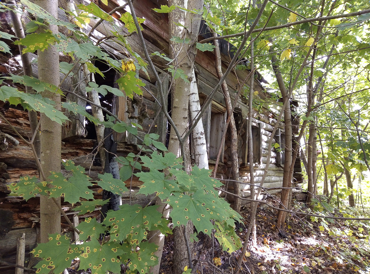 Есть дома, но нет жителей. Фото и видео из трех заброшенных деревень в Вязниковском районе