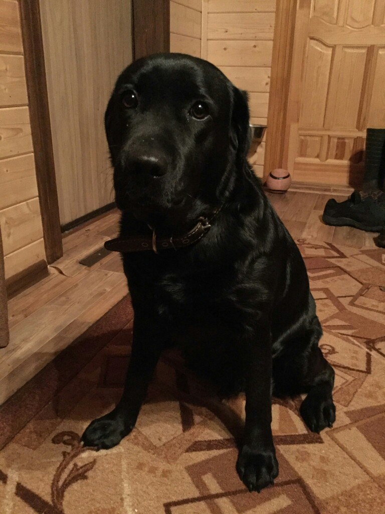 Владимирец Егор Дмитриев знакомит интернет с кошкой Бритни, рассказывает о значимых упоминаниях питомицы в сети и реакции пользователей на мемы