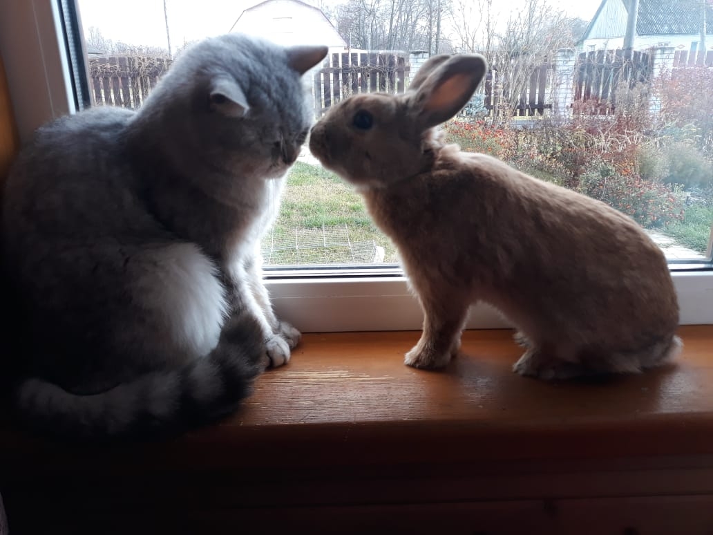 Владимирец Егор Дмитриев знакомит интернет с кошкой Бритни, рассказывает о значимых упоминаниях питомицы в сети и реакции пользователей на мемы