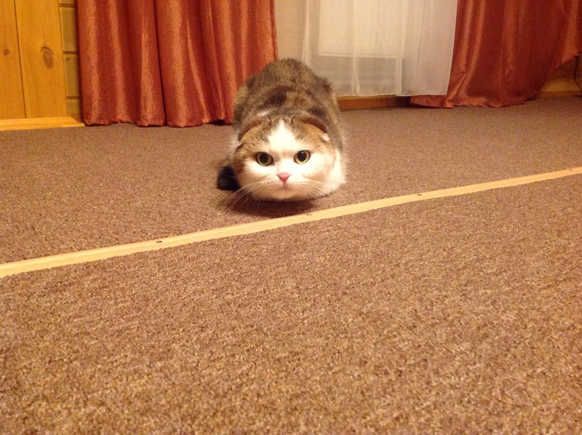 Владимирец Егор Дмитриев знакомит интернет с кошкой Бритни, рассказывает о значимых упоминаниях питомицы в сети и реакции пользователей на мемы