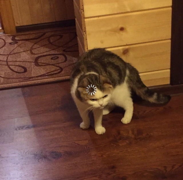 Владимирец Егор Дмитриев знакомит интернет с кошкой Бритни, рассказывает о значимых упоминаниях питомицы в сети и реакции пользователей на мемы