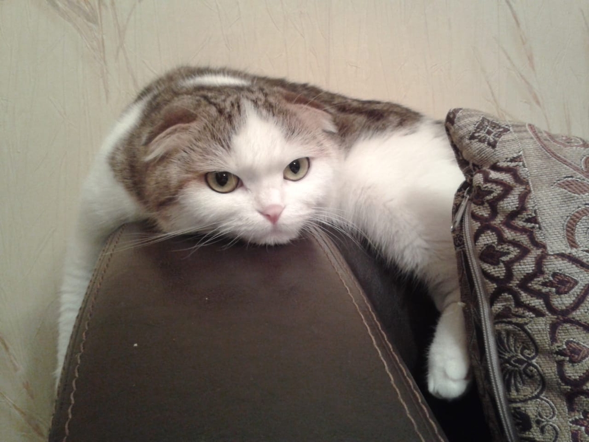 Владимирец Егор Дмитриев знакомит интернет с кошкой Бритни, рассказывает о значимых упоминаниях питомицы в сети и реакции пользователей на мемы