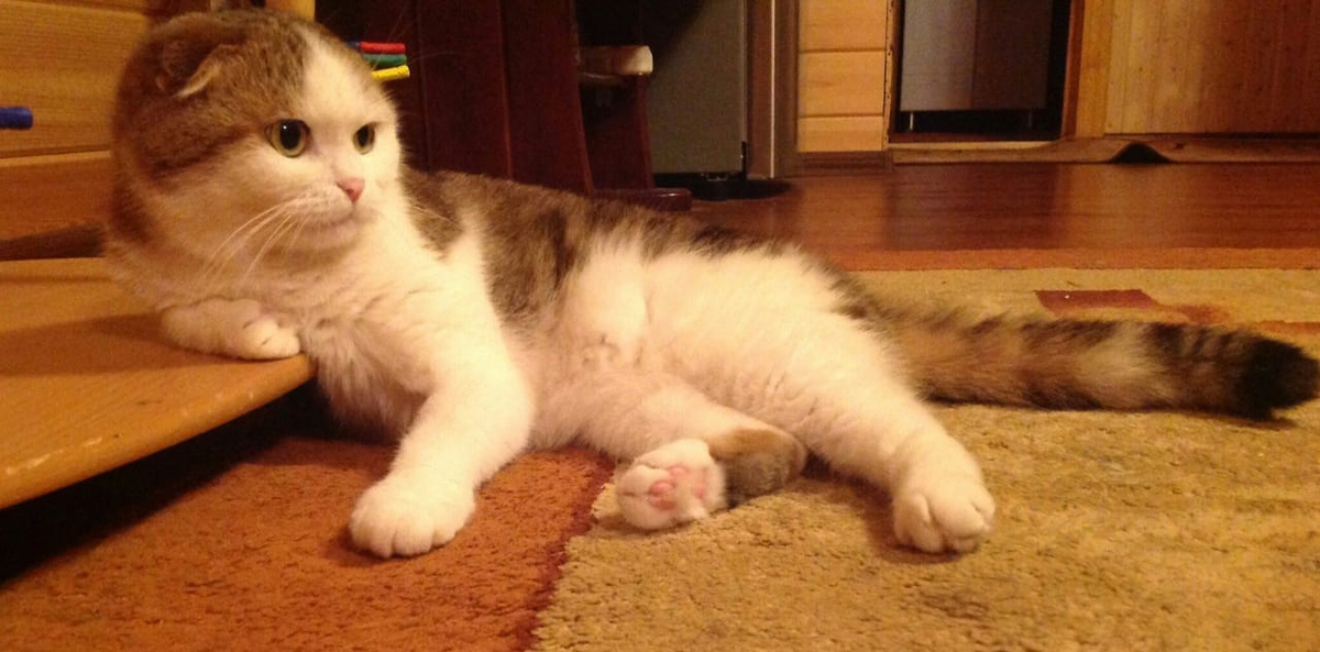 Владимирец Егор Дмитриев знакомит интернет с кошкой Бритни, рассказывает о значимых упоминаниях питомицы в сети и реакции пользователей на мемы