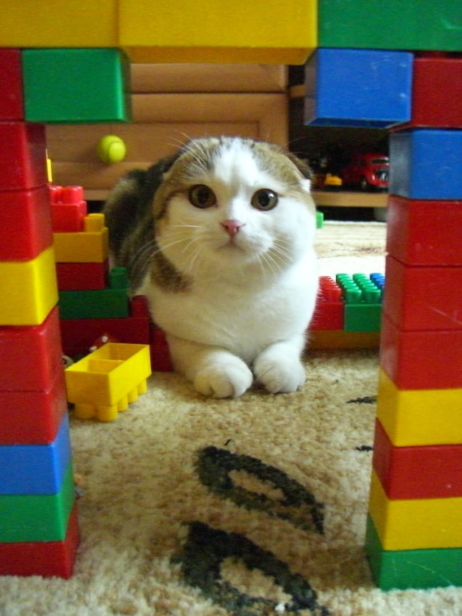 Владимирец Егор Дмитриев знакомит интернет с кошкой Бритни, рассказывает о значимых упоминаниях питомицы в сети и реакции пользователей на мемы