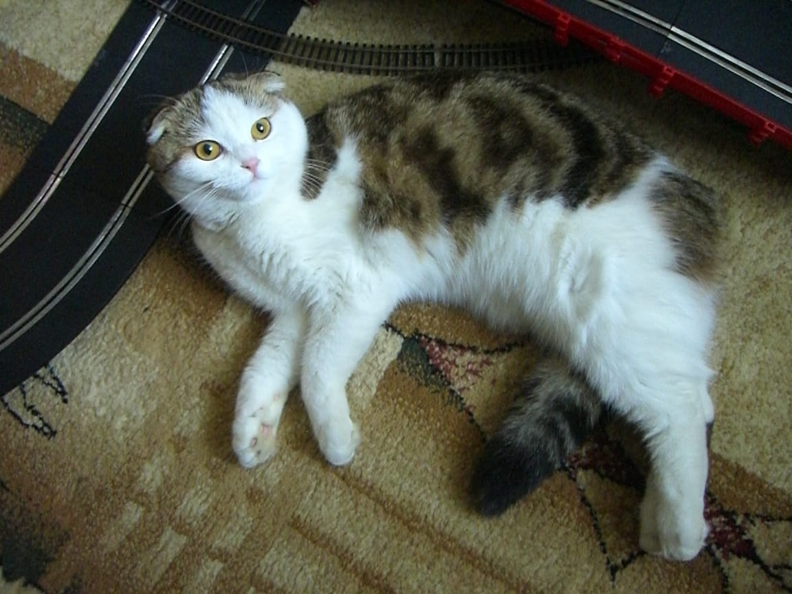 Владимирец Егор Дмитриев знакомит интернет с кошкой Бритни, рассказывает о значимых упоминаниях питомицы в сети и реакции пользователей на мемы