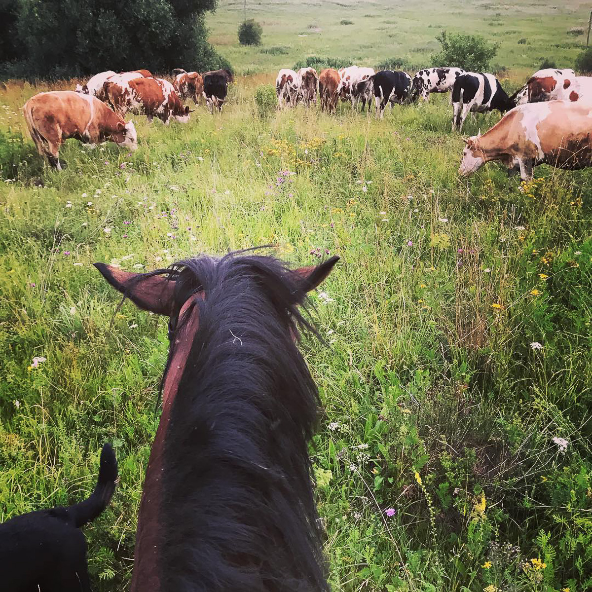 Денис — москвич, занимался творческими профессиями. Три года назад он кардинально изменил свою жизнь и стал фермером. Как ему живется в глубинке?