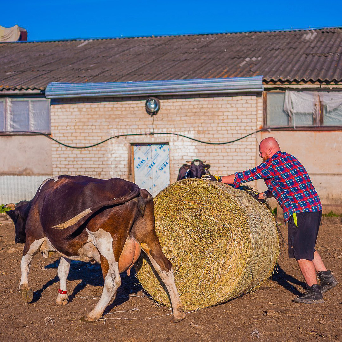 Денис — москвич, занимался творческими профессиями. Три года назад он кардинально изменил свою жизнь и стал фермером. Как ему живется в глубинке?