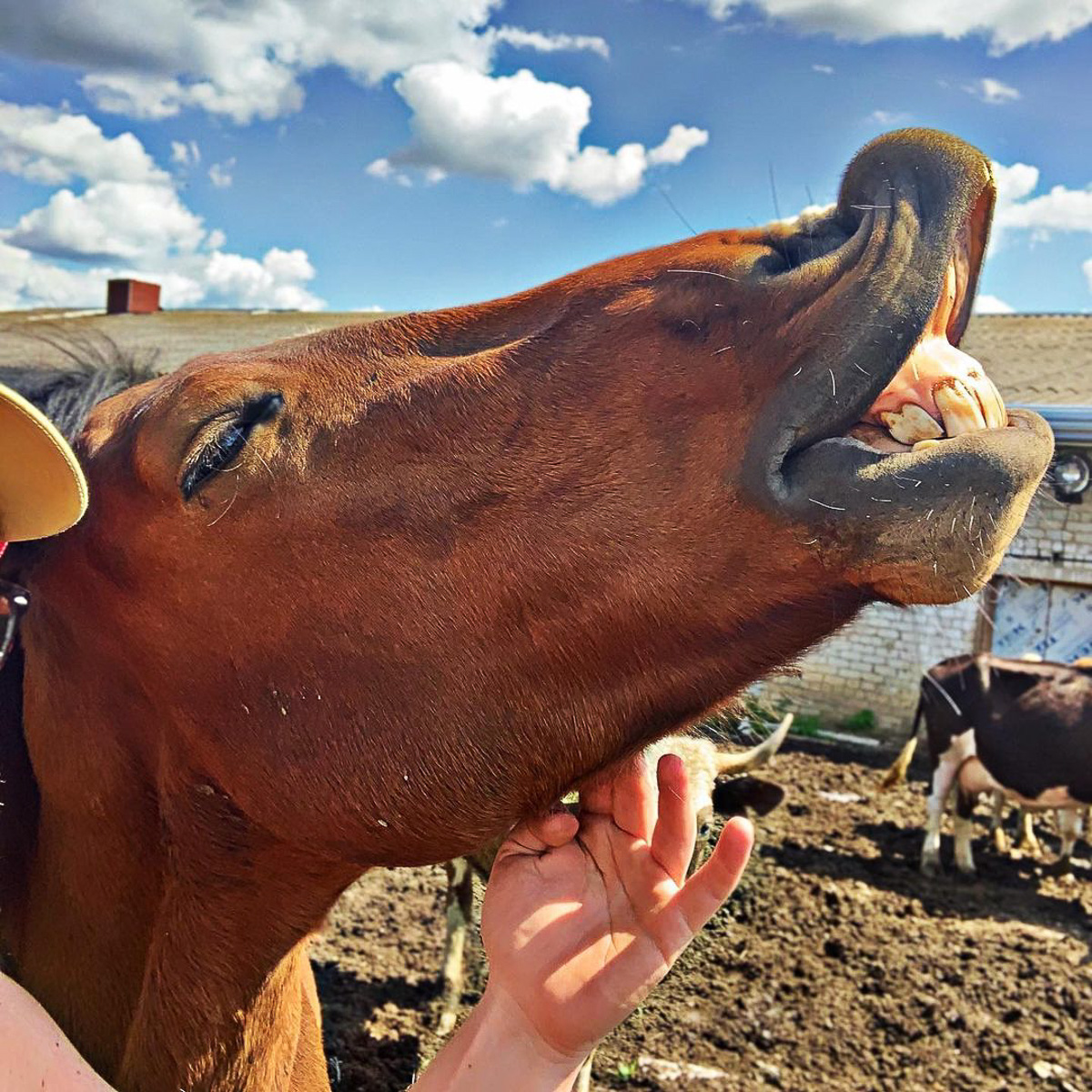 Денис — москвич, занимался творческими профессиями. Три года назад он кардинально изменил свою жизнь и стал фермером. Как ему живется в глубинке?