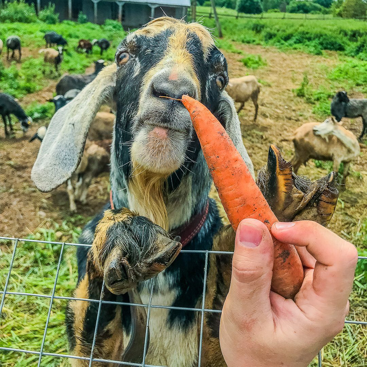 Денис — москвич, занимался творческими профессиями. Три года назад он кардинально изменил свою жизнь и стал фермером. Как ему живется в глубинке?
