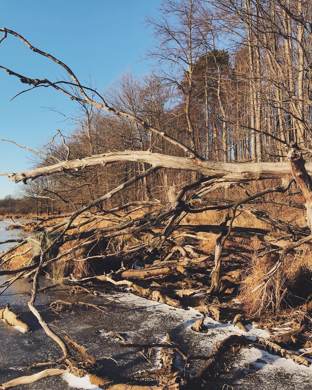 Учимся выбирать природный лед, безопасно кататься и восхищаться красотой леса вместе с горожанами!