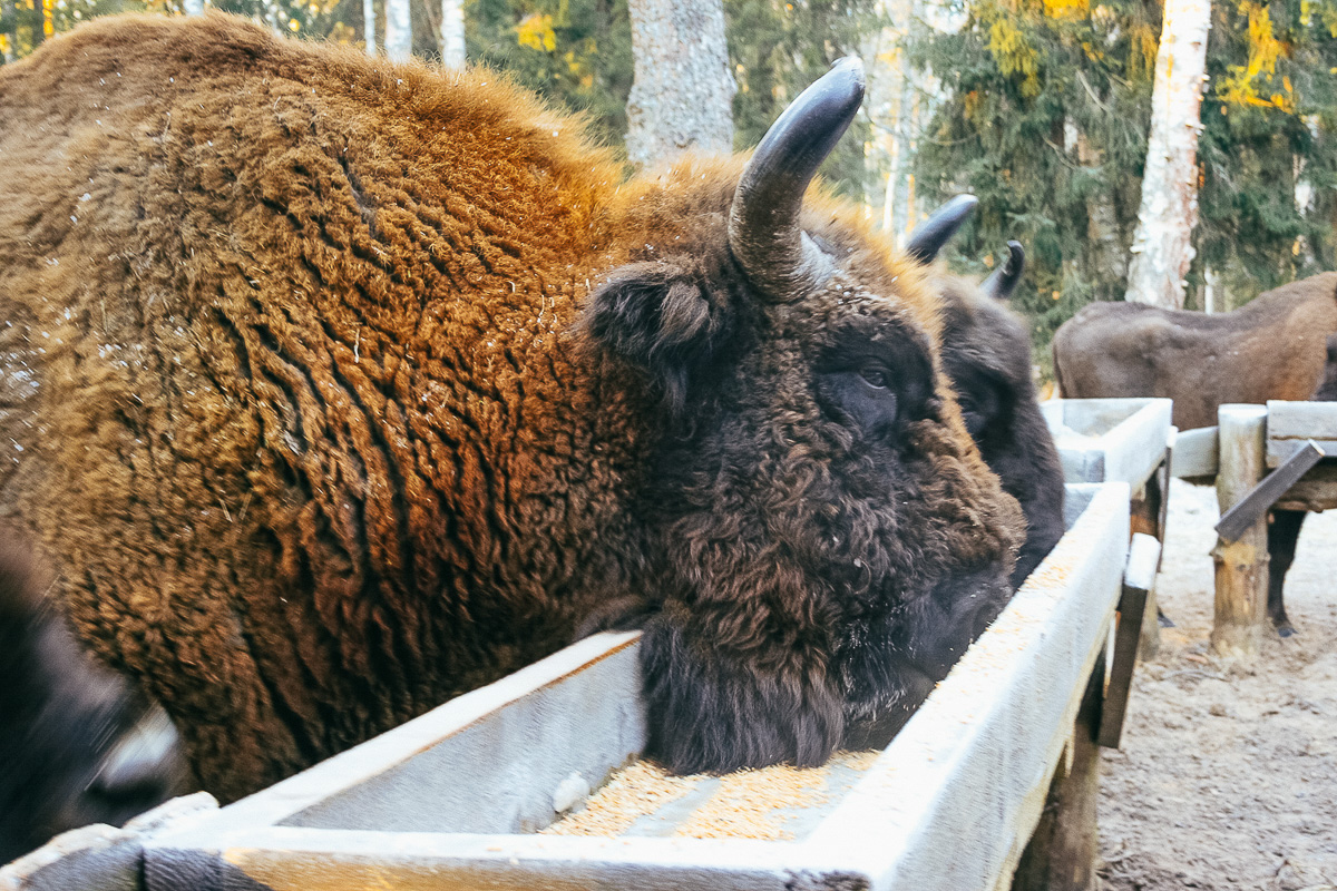 По восточному календарю 2021-й - год белого металлического быка. Где бы разыскать тотем для задабривания? У нас на примете 5 вариантов!