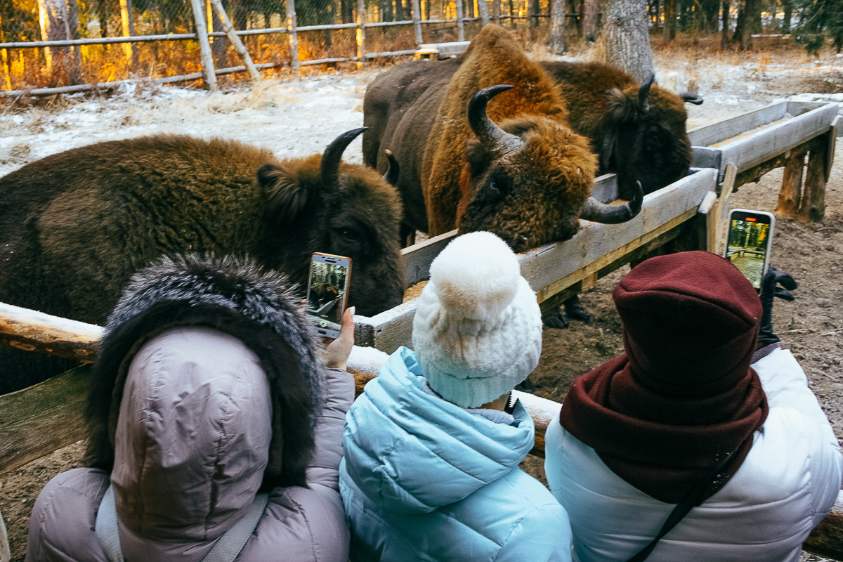 По восточному календарю 2021-й - год белого металлического быка. Где бы разыскать тотем для задабривания? У нас на примете 5 вариантов!