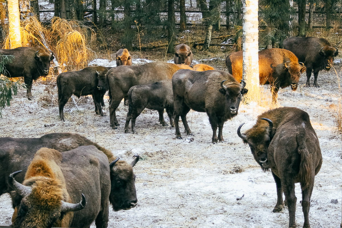 По восточному календарю 2021-й - год белого металлического быка. Где бы разыскать тотем для задабривания? У нас на примете 5 вариантов!