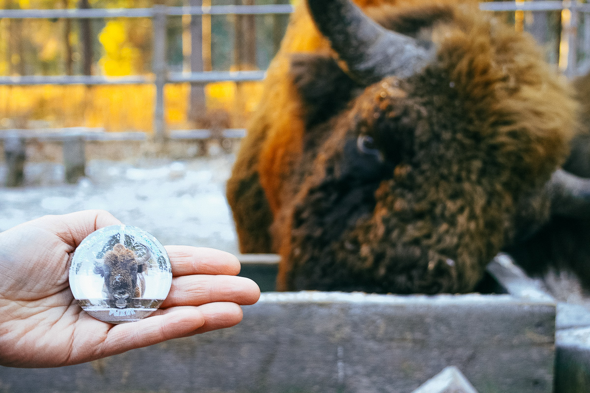 По восточному календарю 2021-й - год белого металлического быка. Где бы разыскать тотем для задабривания? У нас на примете 5 вариантов!