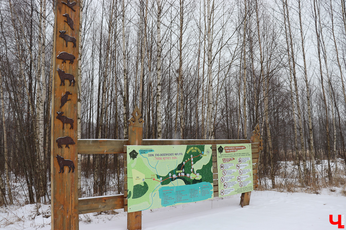 Вязниковский Турцентр устроил экскурсию к зубрам в Клязьминско-Лухском заказнике.