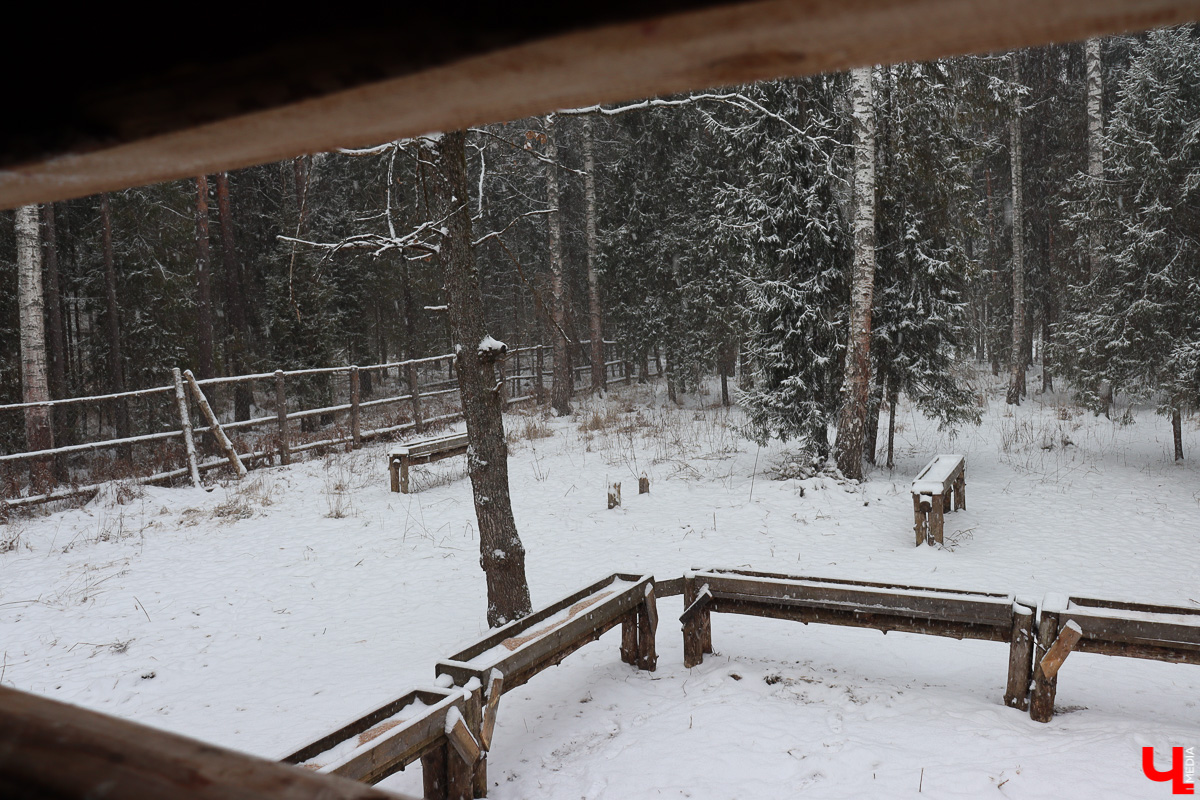 Вязниковский Турцентр устроил экскурсию к зубрам в Клязьминско-Лухском заказнике.