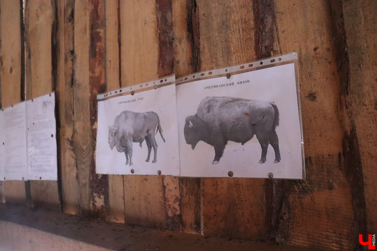 Вязниковский Турцентр устроил экскурсию к зубрам в Клязьминско-Лухском заказнике.