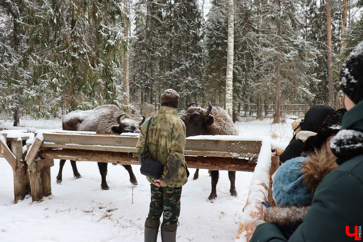 Вязниковский Турцентр устроил экскурсию к зубрам в Клязьминско-Лухском заказнике.