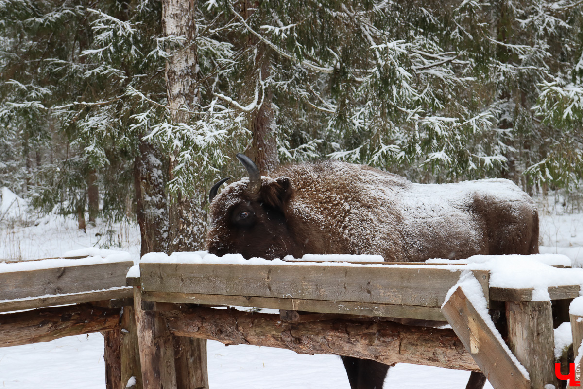 Вязниковский Турцентр устроил экскурсию к зубрам в Клязьминско-Лухском заказнике.