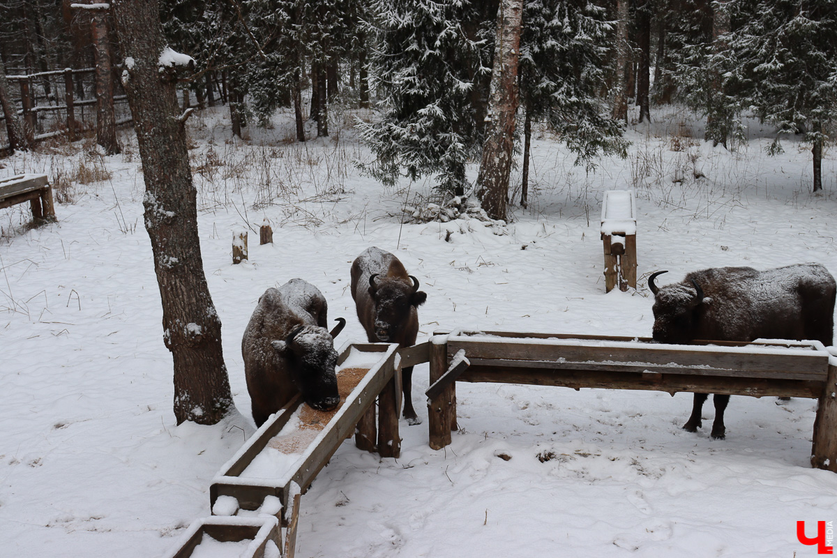 Вязниковский Турцентр устроил экскурсию к зубрам в Клязьминско-Лухском заказнике.