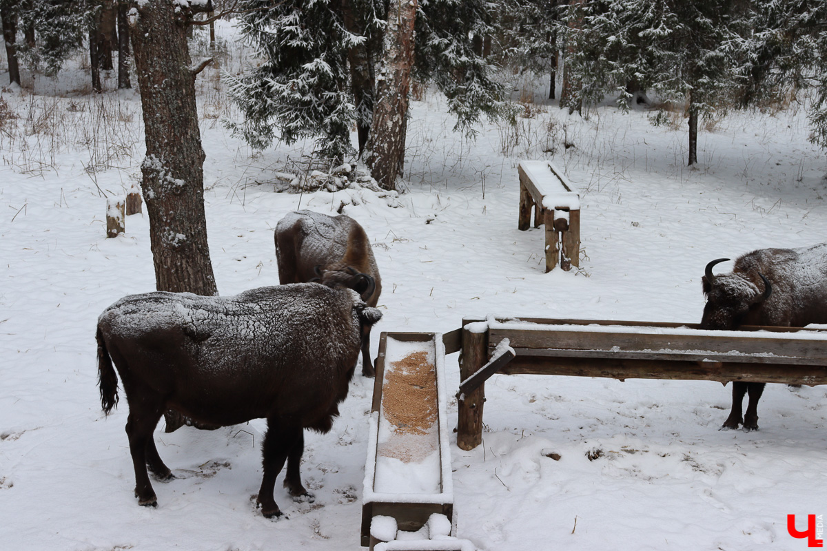 Вязниковский Турцентр устроил экскурсию к зубрам в Клязьминско-Лухском заказнике.