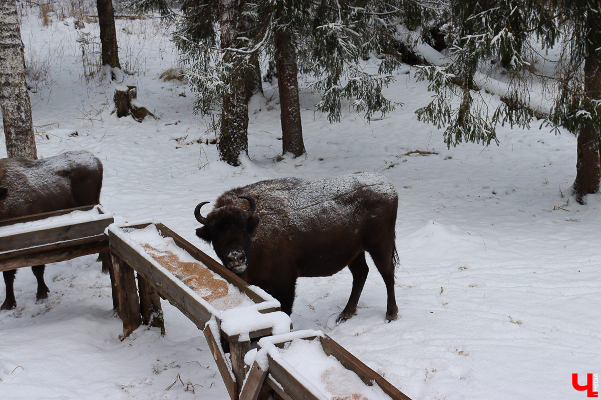 Вязниковский Турцентр устроил экскурсию к зубрам в Клязьминско-Лухском заказнике.