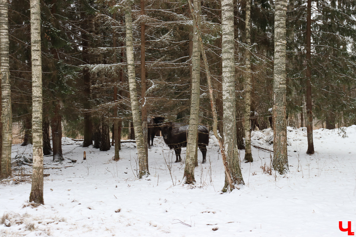 Вязниковский Турцентр устроил экскурсию к зубрам в Клязьминско-Лухском заказнике.