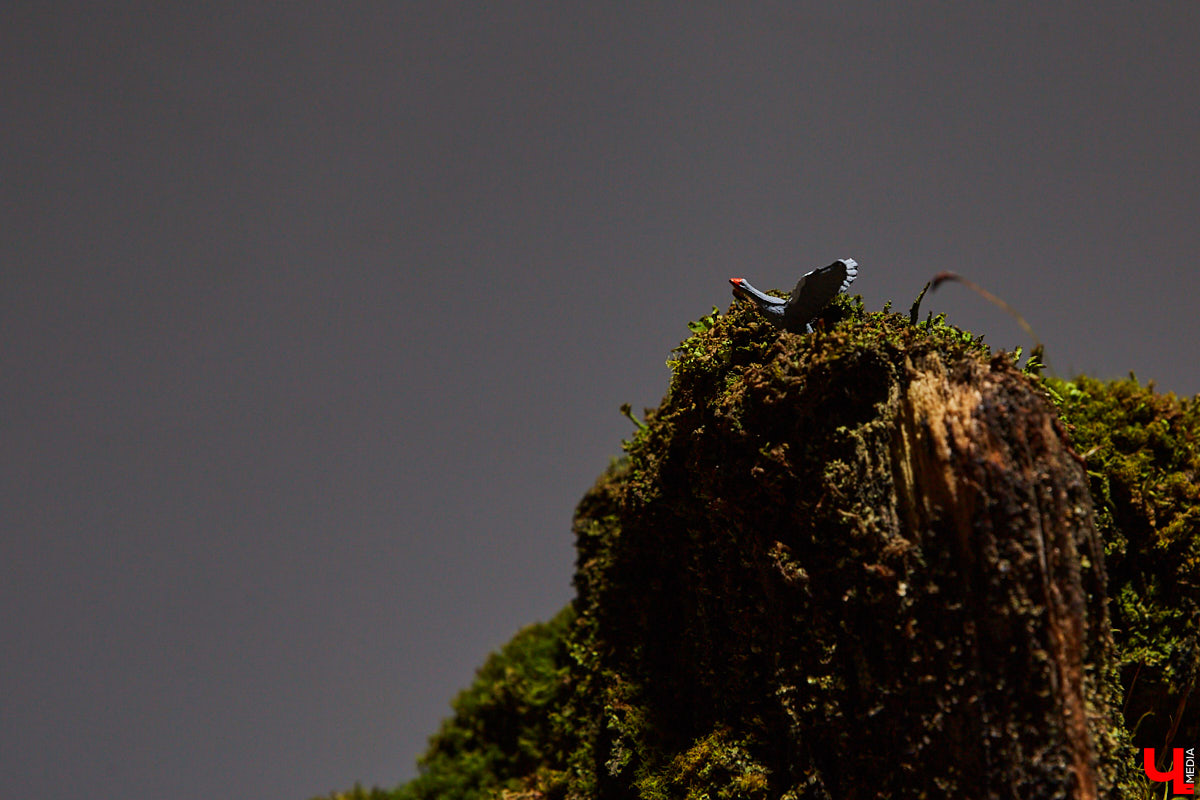 Сувенирных дел мастер из Владимира и его удивительные творения. Как в любой таре уместить персональный мирок с островами и людьми, рассказывает Евгений Красавин.