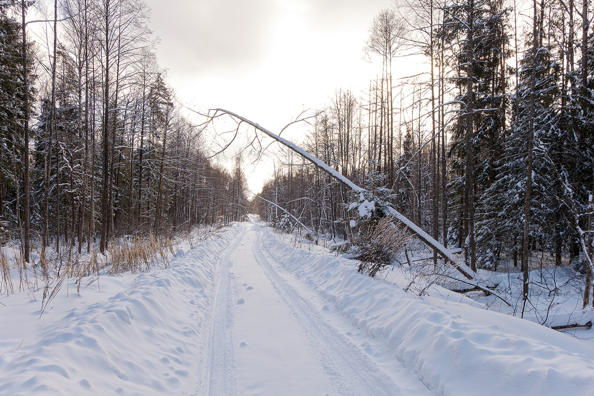 У аномальных мест Владимирской области появилась звуковая карта. Чтобы соединить актуальное искусство и мифологию края, современная художница Ульяна Подкорытова отправилась в исследовательскую экспедицию. И мы вместе с ней.